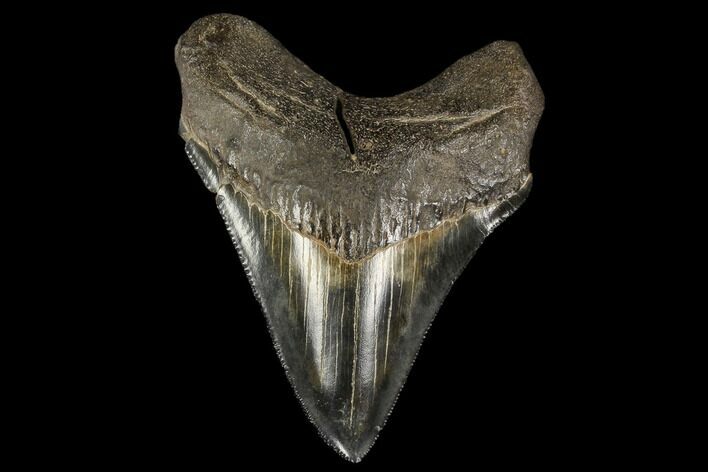 Serrated, Fossil Megalodon Tooth - Georgia #114619